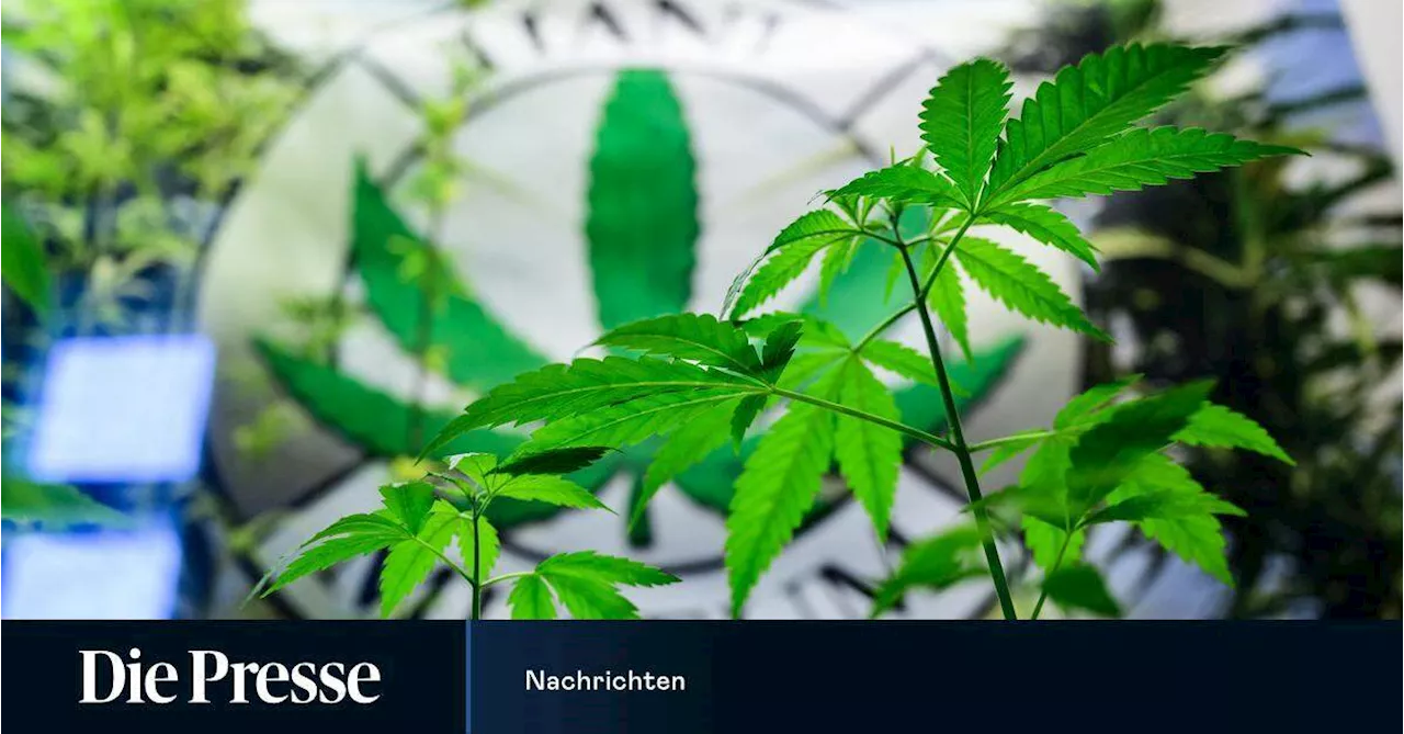 Cannabis: Kein THC-Grenzwert im heimischen Straßenverkehr