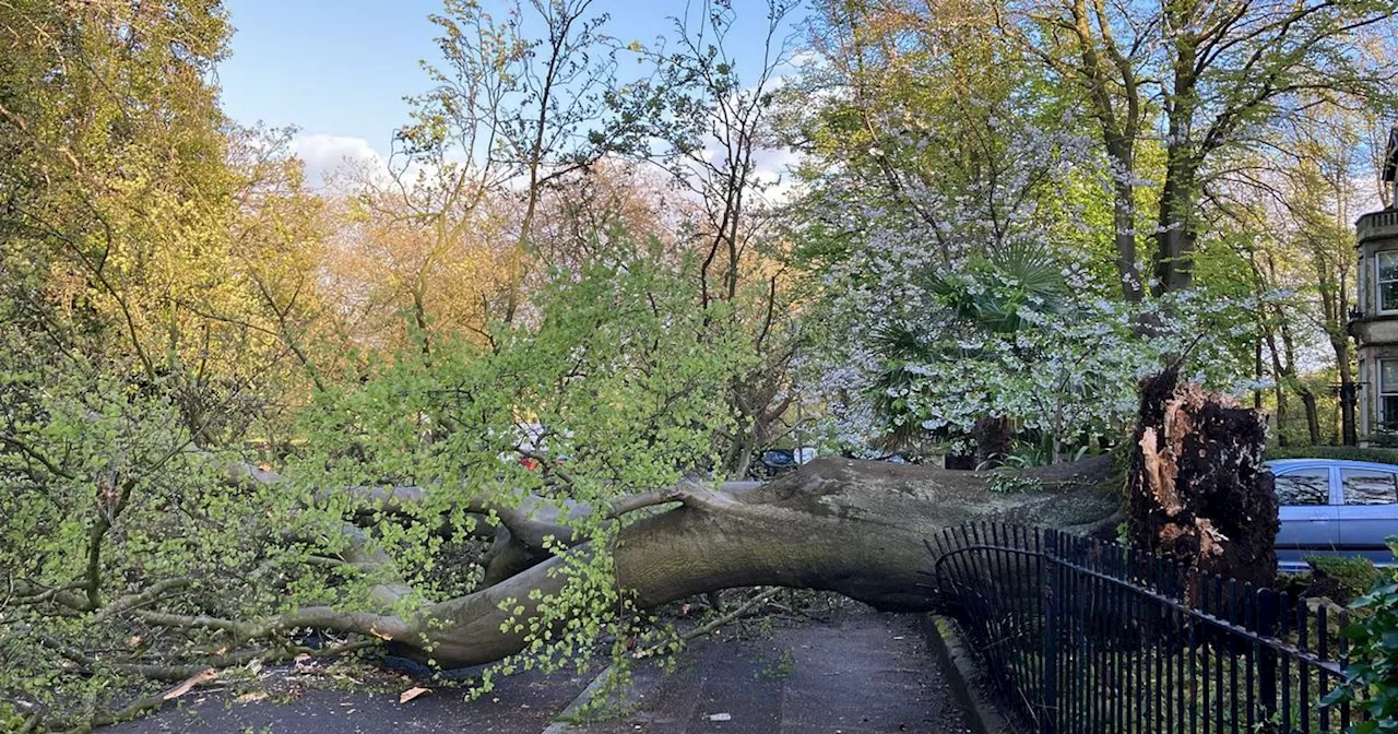 Live updates as huge tree falls across road near Sefton Park