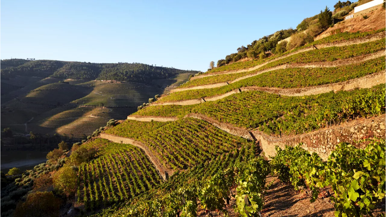 Alentejo prefere menos importação de vinho a cortes no apoio