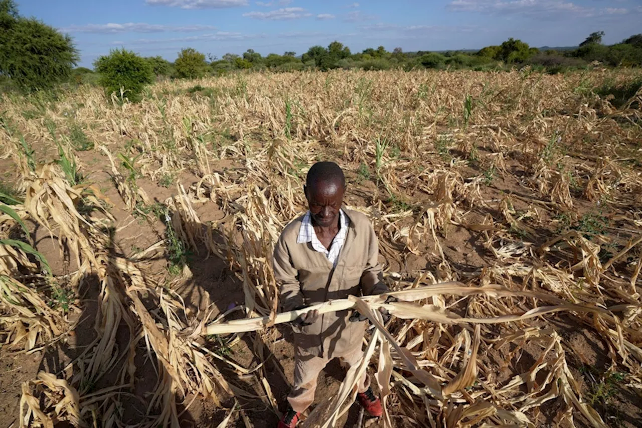 Dürre im Süden Afrikas bedroht 24 Millionen Menschen