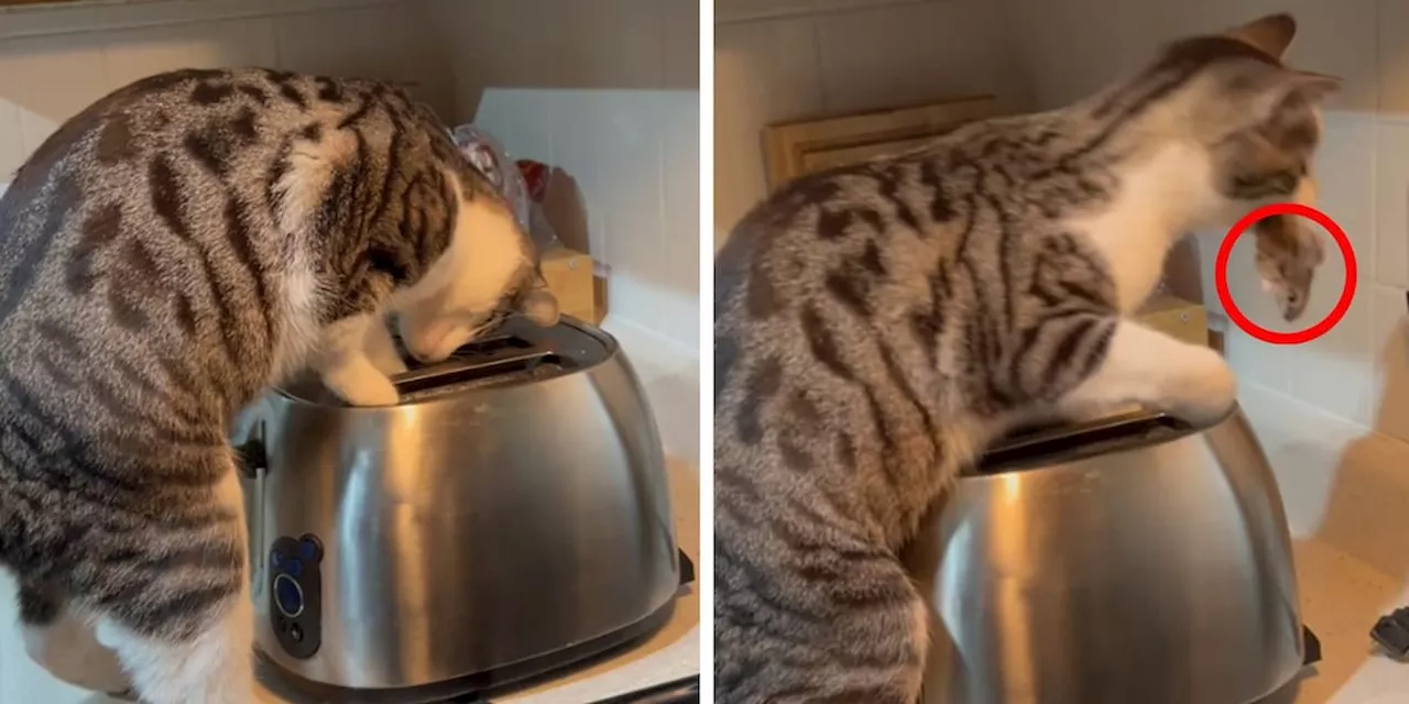 Als Katze „Maggie“ mit Toaster spielt, bekommt ihre Besitzerin einen Schreck