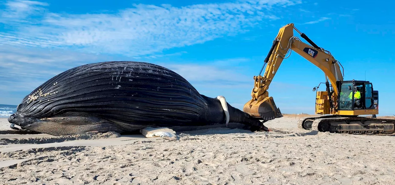 4 Photos That Tell The Story Of Humpback Whale Deaths On The East Coast