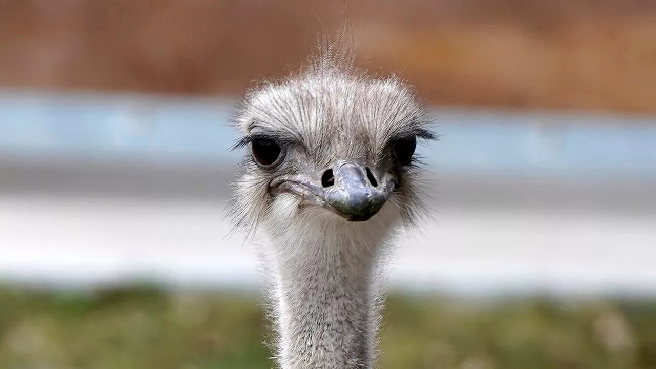 Ostrich at Kansas zoo has died after swallowing keys belonging to zoo employee