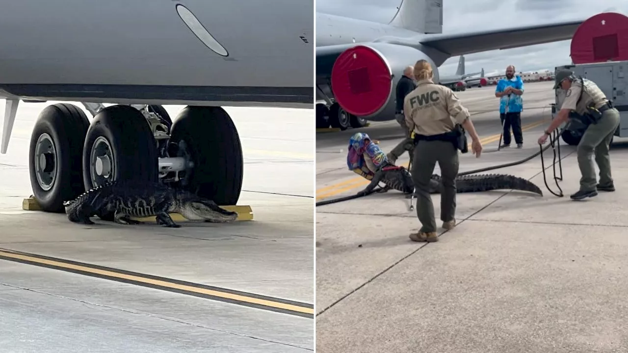 Video shows Florida authorities wrangle alligator that wandered onto Air Force Base tarmac