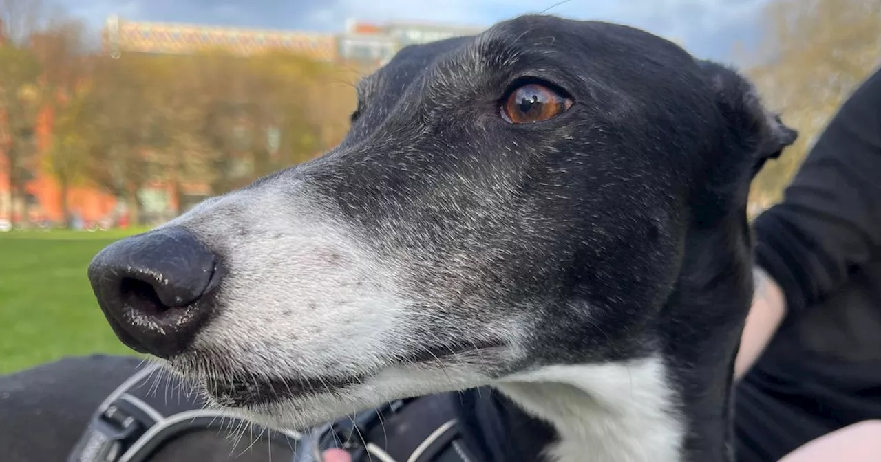 Glasgow Green attack leaves dog owner 'shaken up' as greyhound mauled by animal off leash