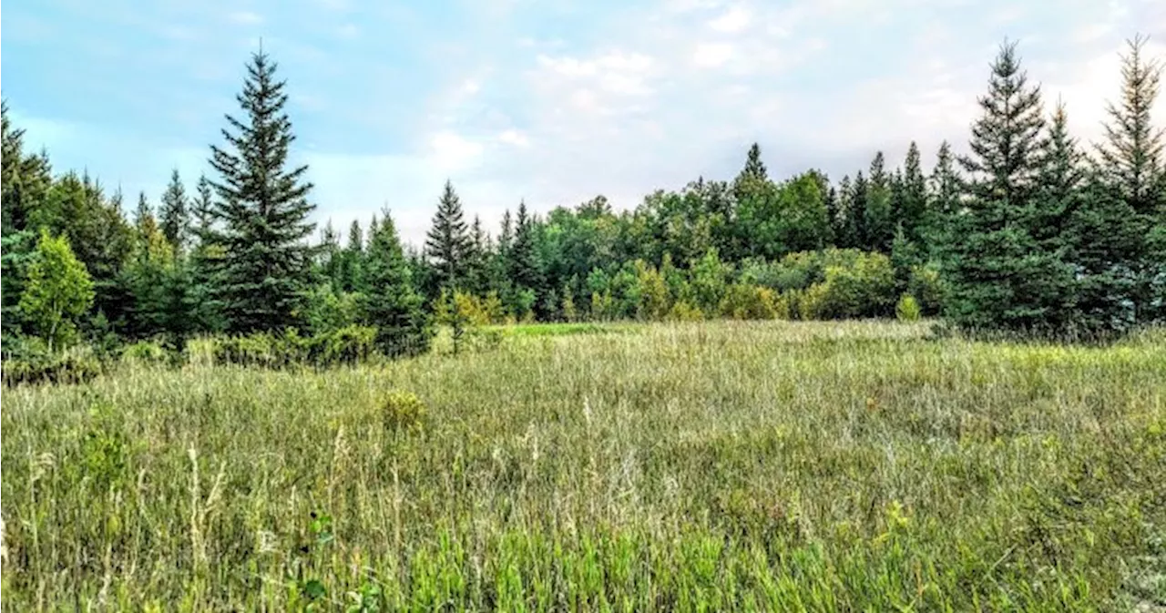 Green Cemetery Project Winnipeg aims to make death more environmentally friendly in Manitoba