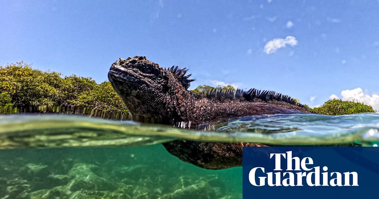 – and plastics’: animals of Galápagos live amid mounds of waste