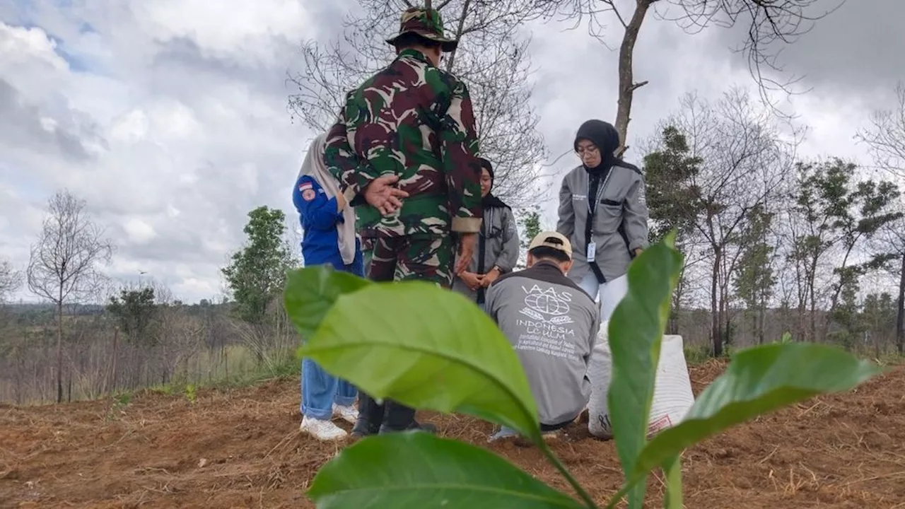 Kopi Liberika Hijaukan Lahan Bekas Kebakaran Hutan di Kalimantan Selatan