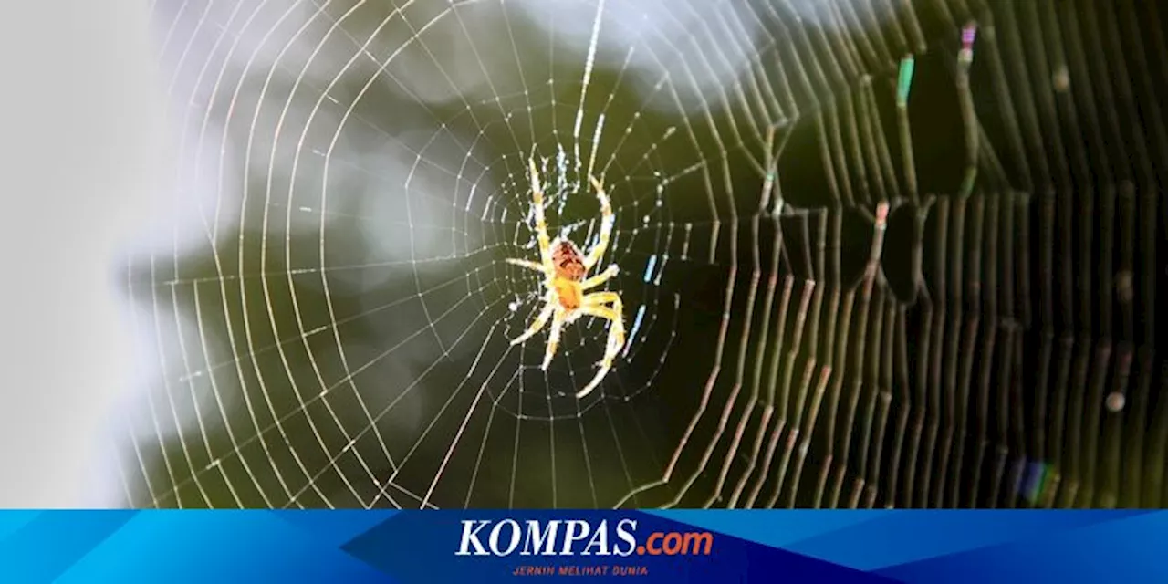 7 Hal yang Dapat Menarik Laba-laba ke Rumah