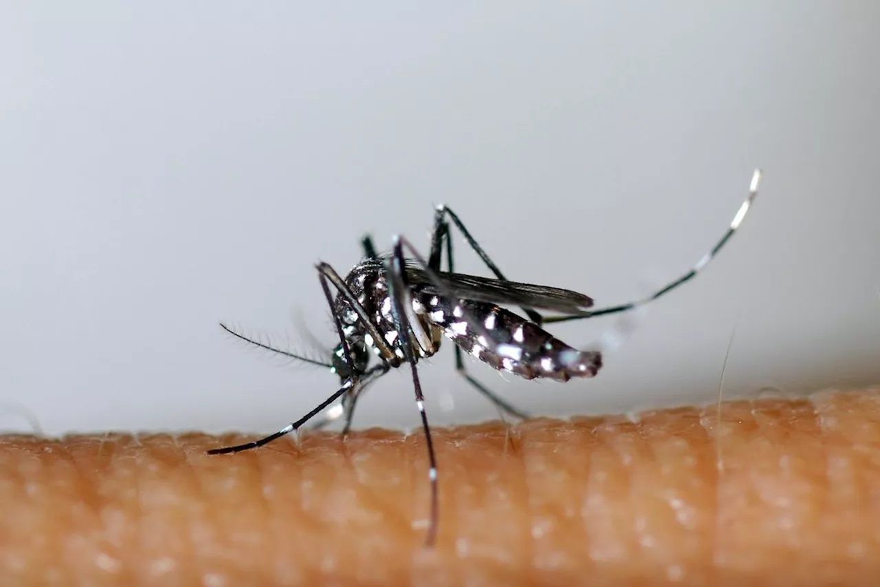 Dengue: record de cas importés en France métropolitaine depuis début 2024, avant même les JO