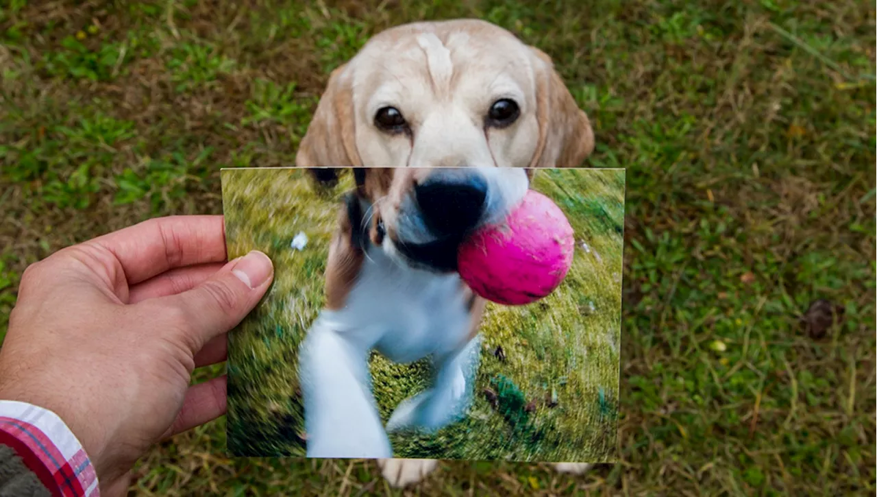 'Dopo la morte del mio cane Alex ho trovato Ginger. Anzi lui ha trovato me e non è un caso'