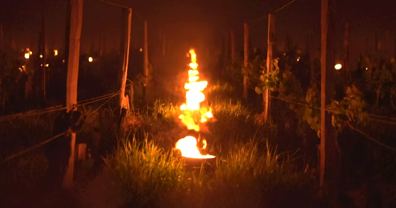 À Saint-Émilion, des vignerons allument des bougies chaque nuit pour protéger leurs vignes du gel