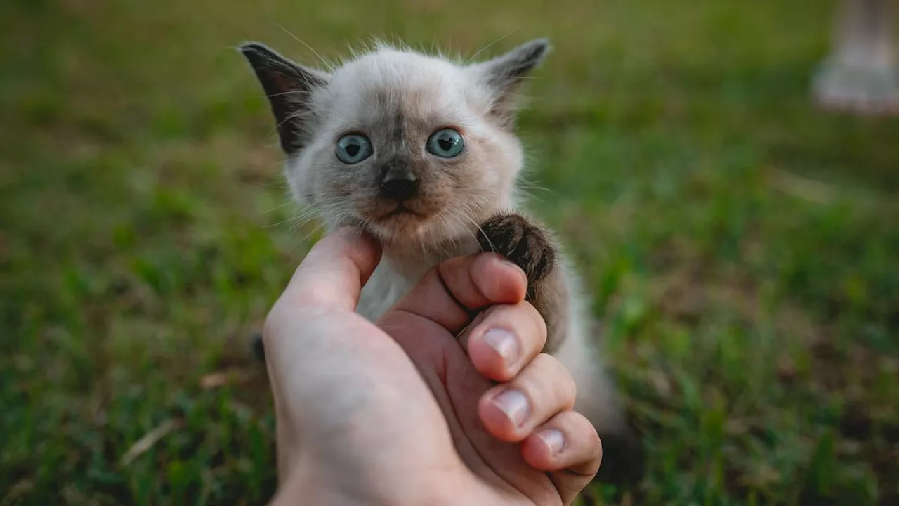 Kerja Peluk Kucing di Kanada Bisa Dapat Gaji Rp162 Juta, Apa Saja Persyaratannya?