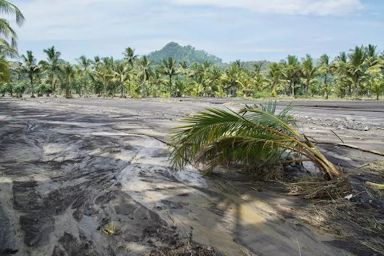 Puluhan Hektar Lahan Pertanian Terdampak Banjir Gunung Semeru