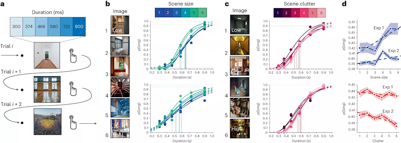 Image viewing experiments challenge theory of universal internal clock