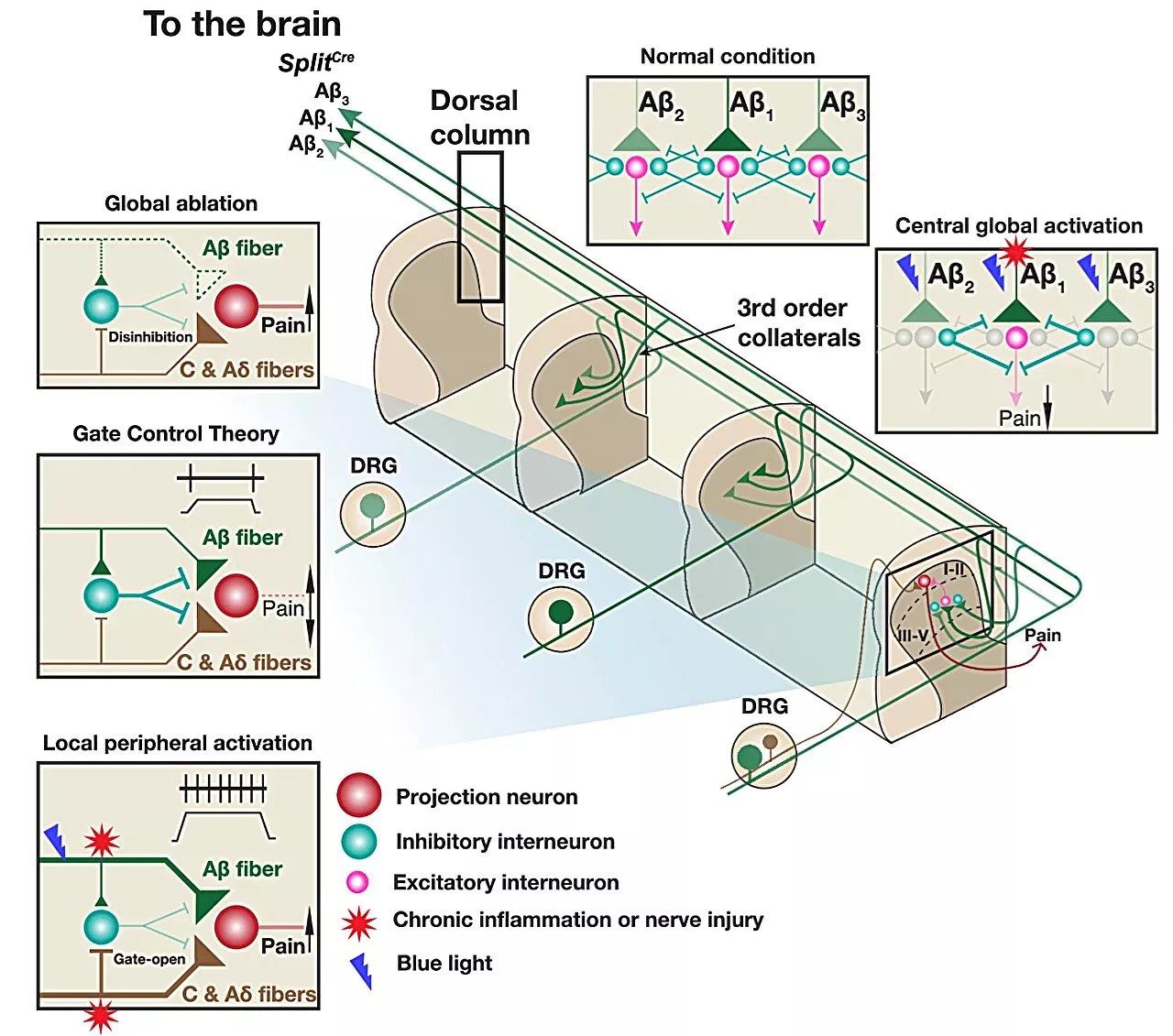 Neuroscientists report a distinct role of touch receptors in treating chronic pain