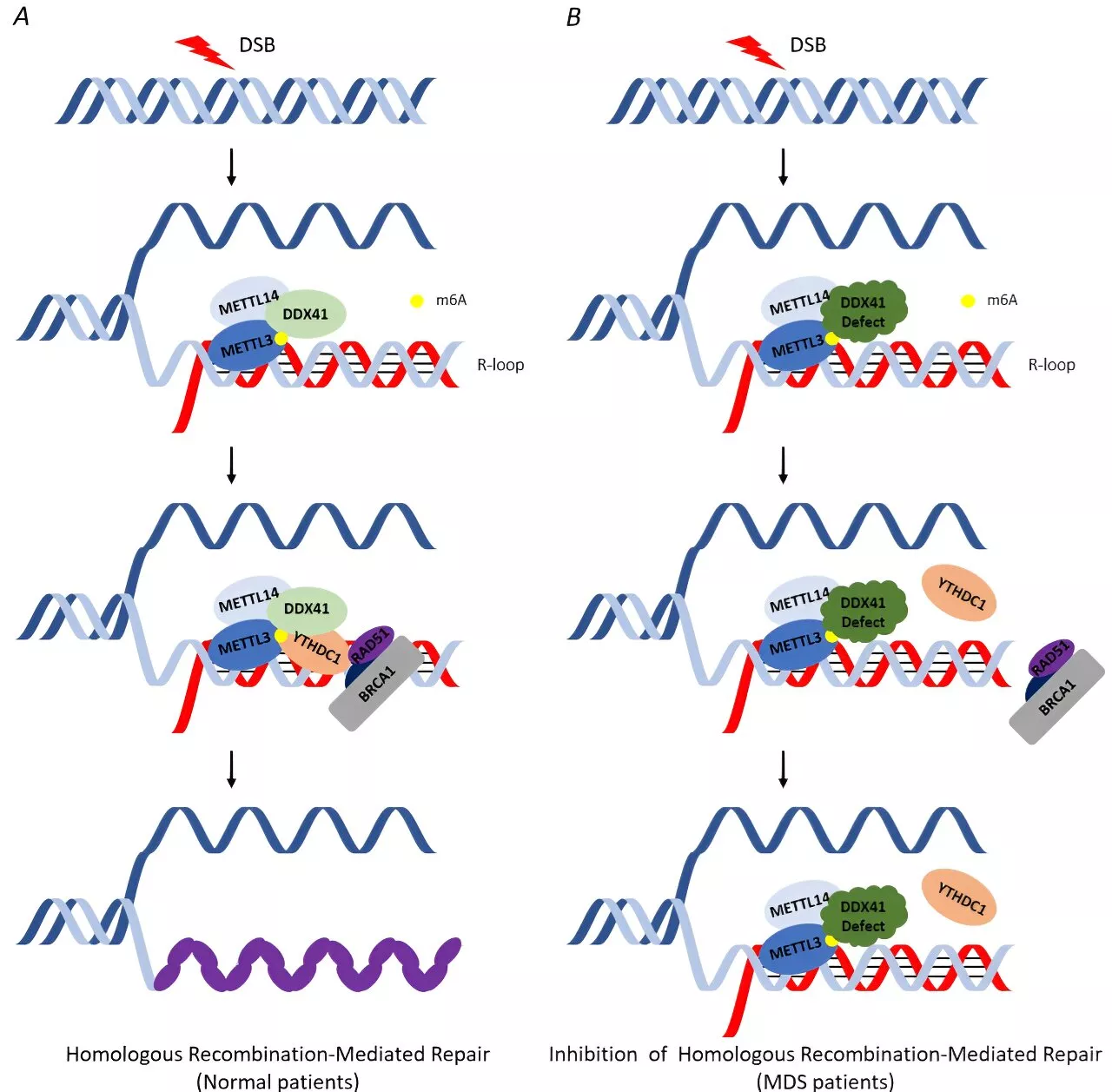 Study reveals insights into DDX41 protein's role in blood cancer pathogenesis