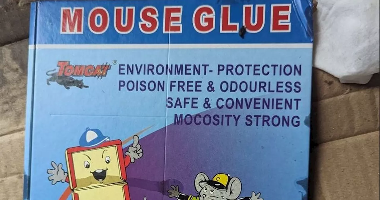 Horror as young girl finds mice 'covered in glue' and wriggling in sick trap