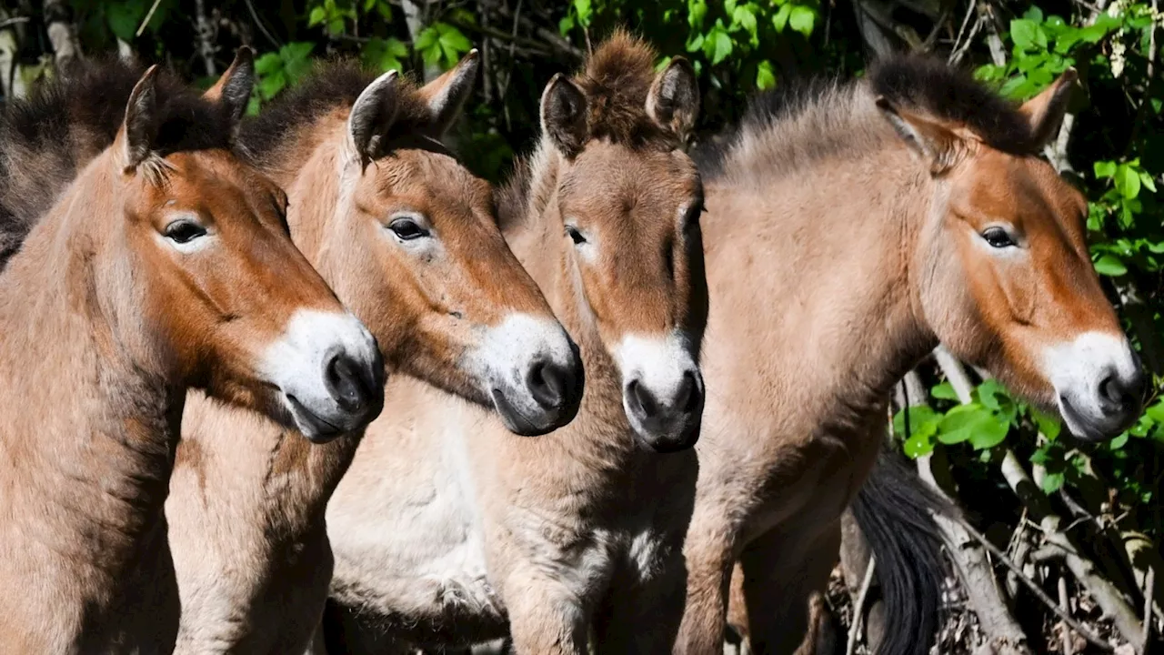 Przewalski-Pferde aus Berlin fliegen nach Kasachstan