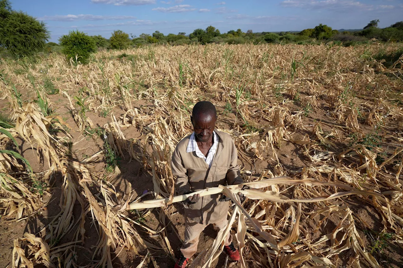 Dürre im Süden Afrikas bedroht 24 Millionen Menschen