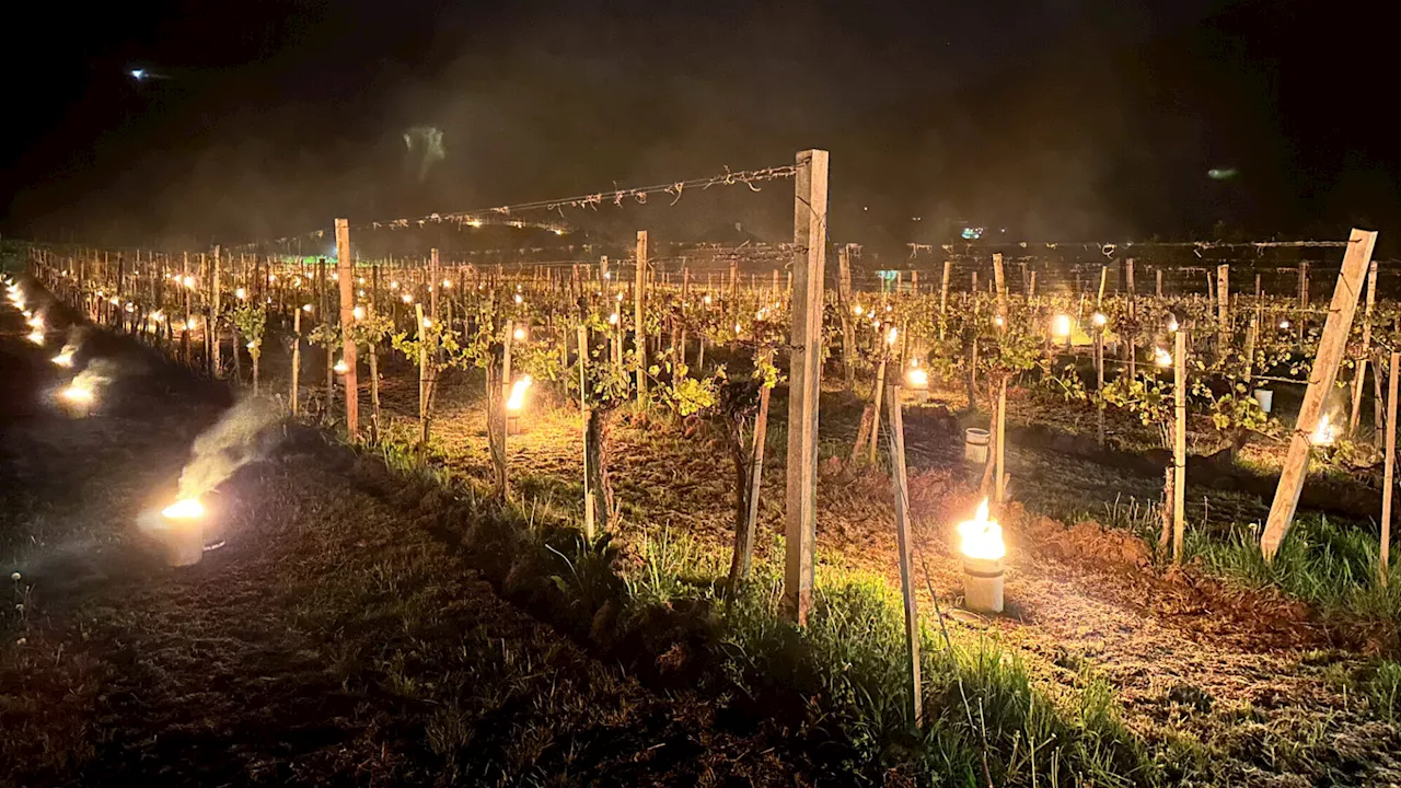 Region Krems: Frost sorgte für Schäden