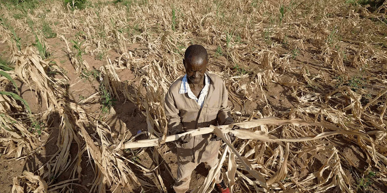 Dürre im Süden Afrikas bedroht 24 Millionen Menschen