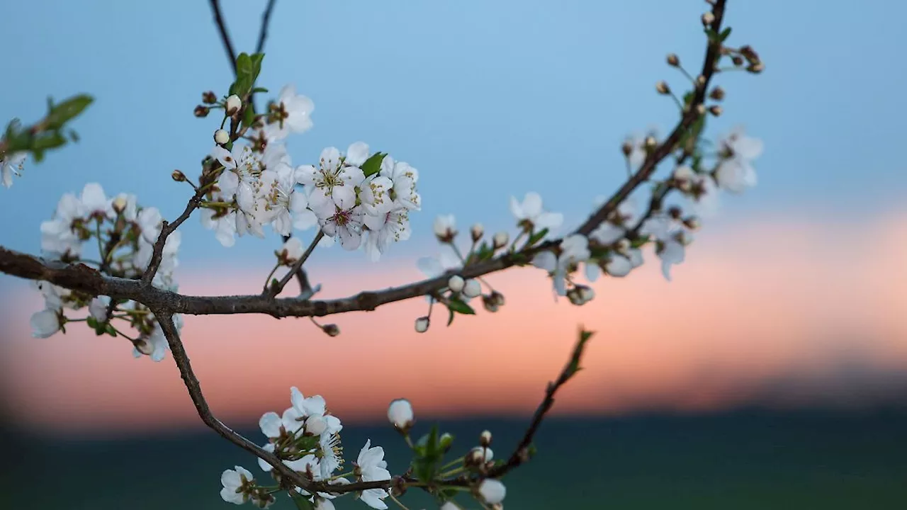 Baden-Württemberg: Temperaturen bis zu 21 Grad - der Frühling ist in Sicht