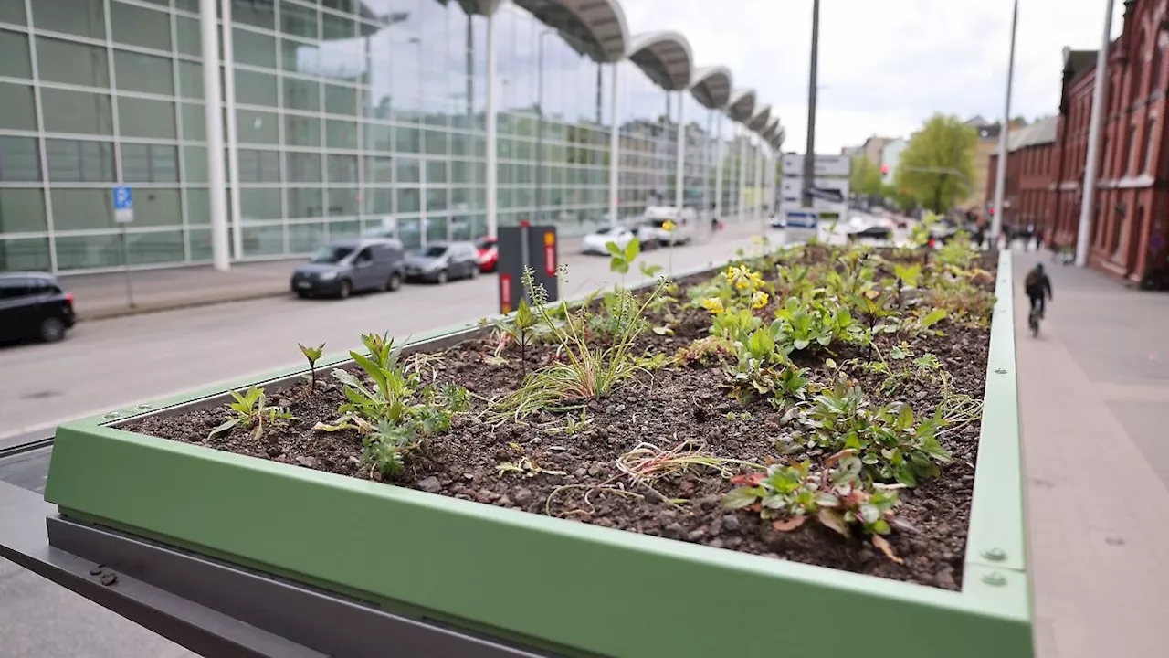 Hamburg & Schleswig-Holstein: Noch mehr grüne Haltestellendächer für Wildbienen & Co.