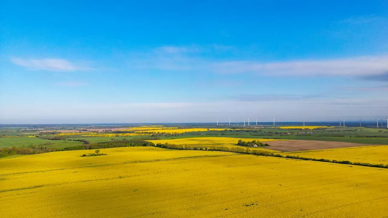 Hamburg & Schleswig-Holstein: Raps erreicht Vollblüte in Schleswig-Holstein