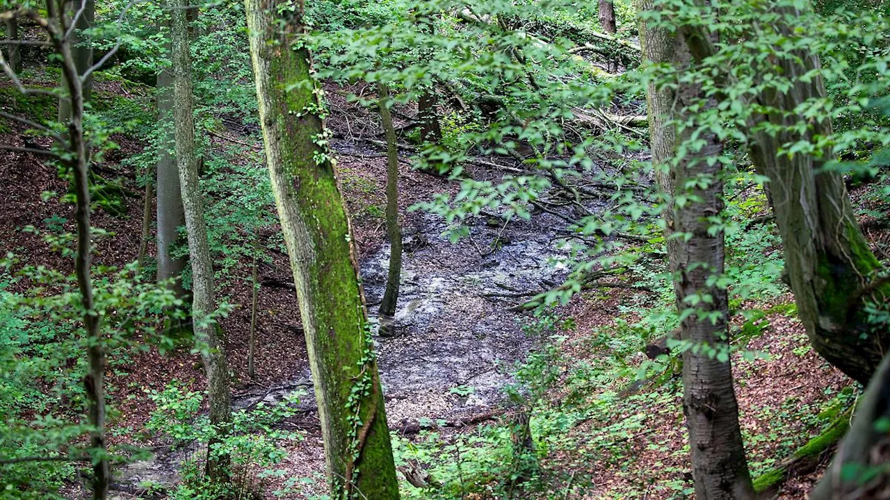 Nordrhein-Westfalen: Auf einem Viertel der Fläche von NRW wächst Wald