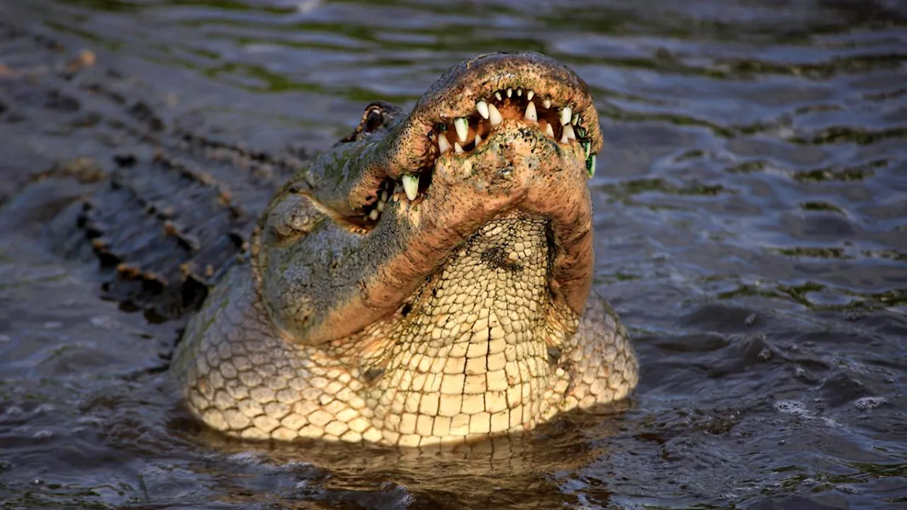 US-Amerikaner riskiert Arm: Wie ein Fossilientaucher einen Alligator-Angriff überlebt