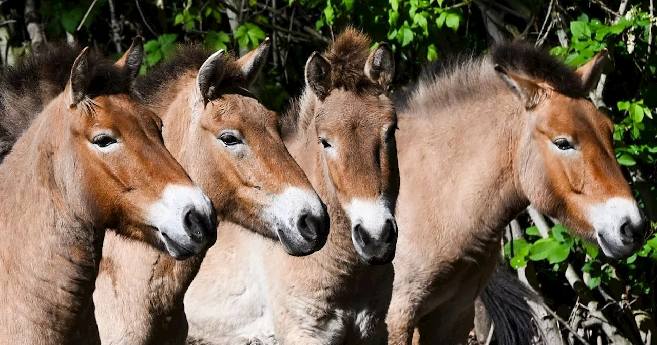 Przewalski-Pferde aus Berlin fliegen nach Kasachstan