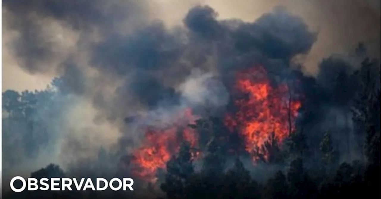 Incêndios: Homem detido devido a queima que provocou fogo florestal no Fundão