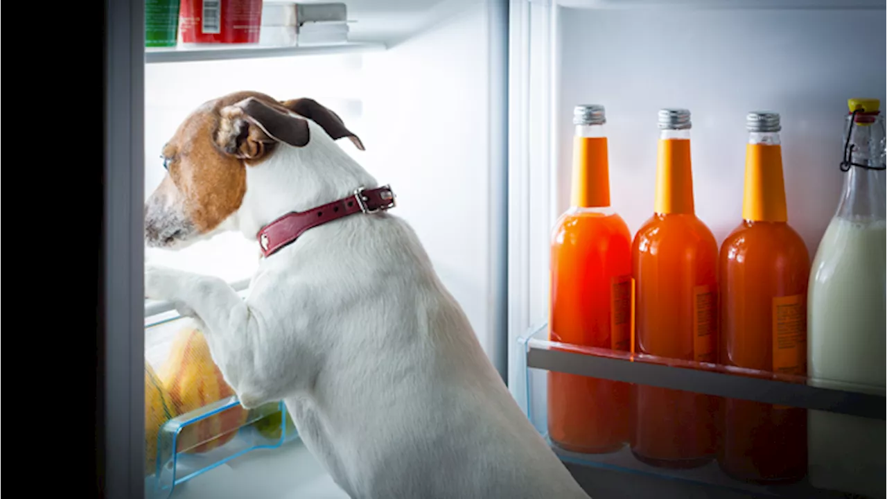 Conosci tutti i cibi che può mangiare il tuo cane?