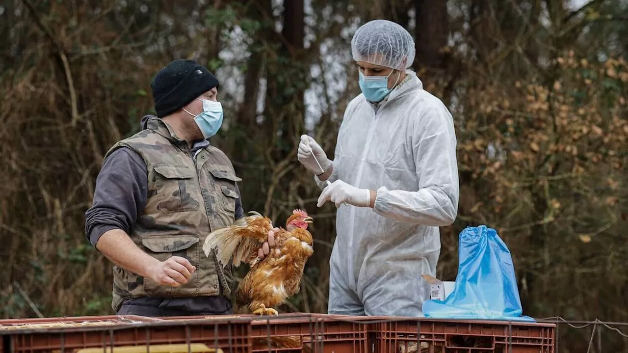 Transmission de la grippe aviaire H5N1 : quatre questions sur ce virus qui inquiète l’OMS