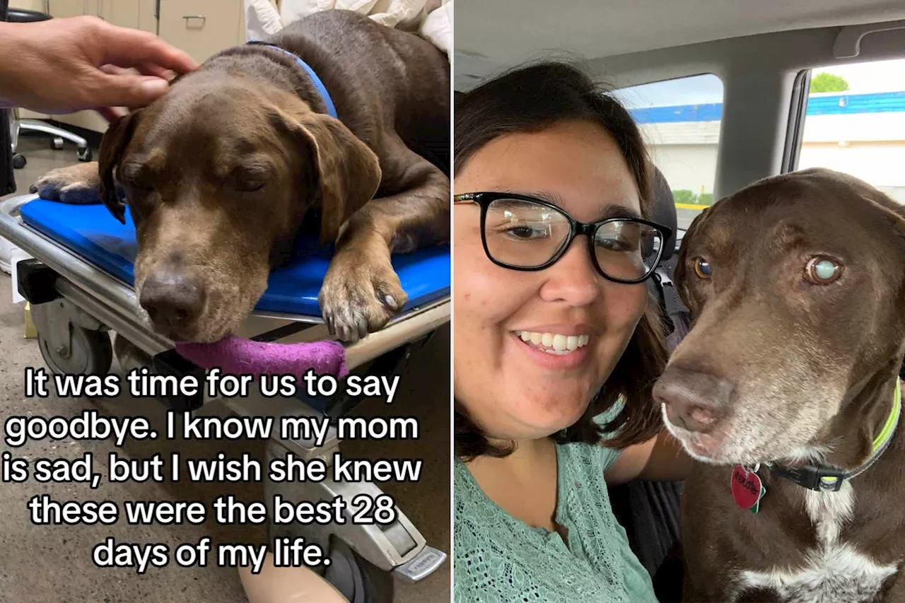 Woman Adopts Senior Dog and Spends Next 28 Days Spoiling Him Before Putting Him to Sleep (Exclusive)