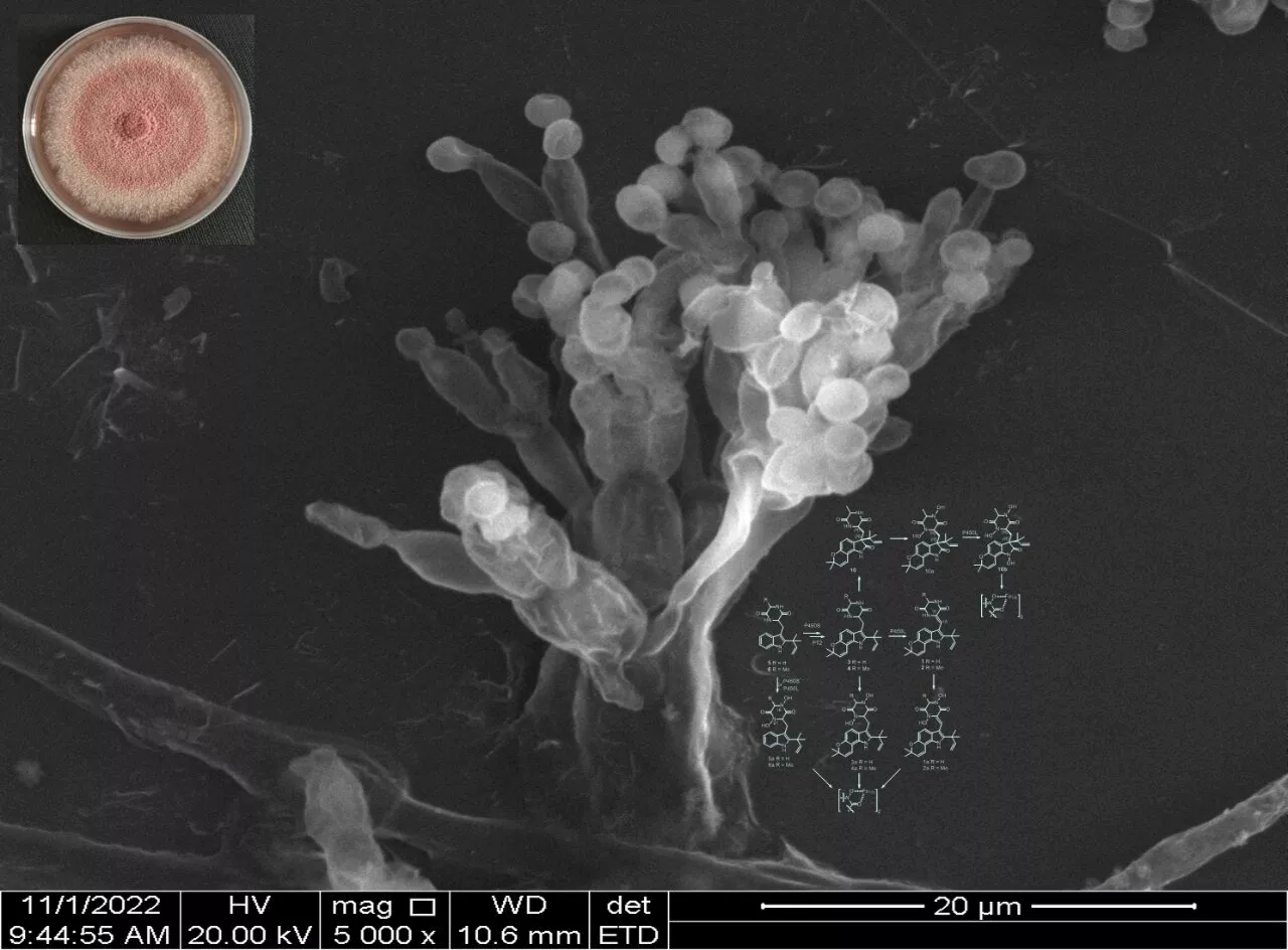 Exploring a molecular mechanism that facilitates thermophilic fungal adaptation to temperature change