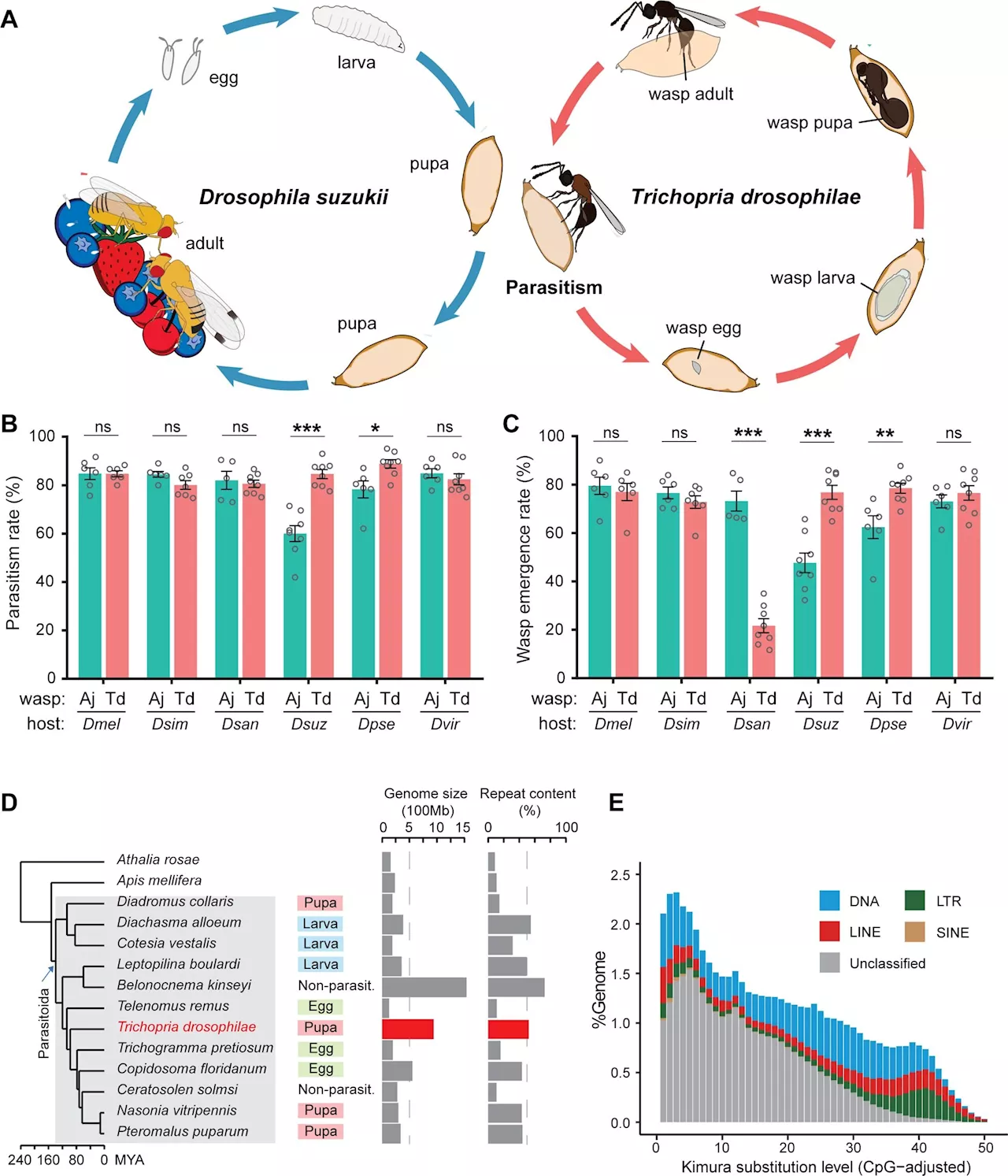 Fruit fly pest meets its evolutionary match in parasitic wasp