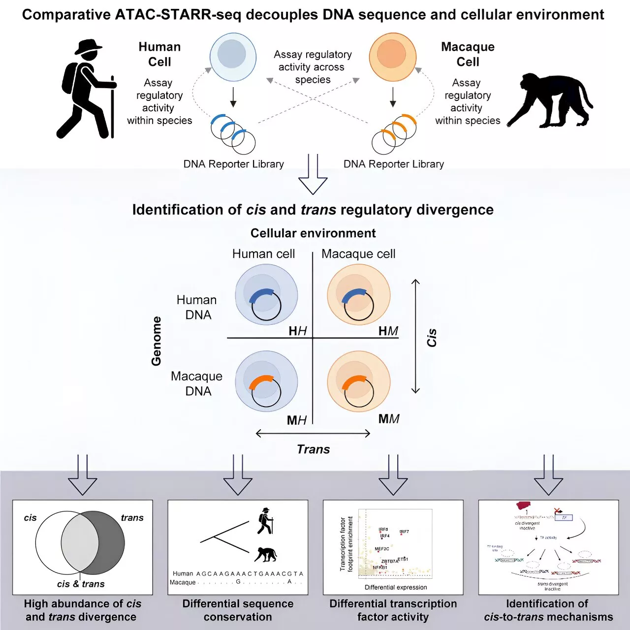 Researchers report on mechanisms of gene regulatory divergence between species