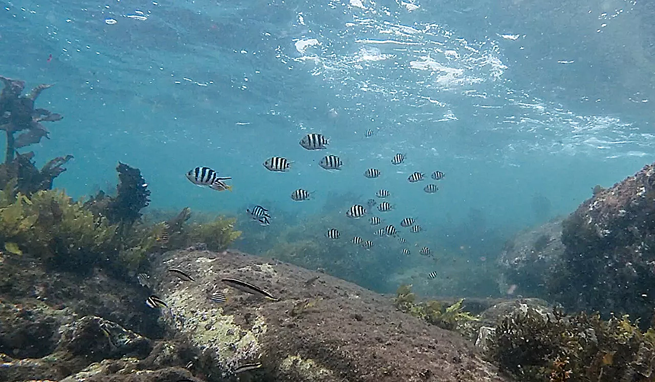 Study finds climate change is helping tropical fish invade Australian ocean water