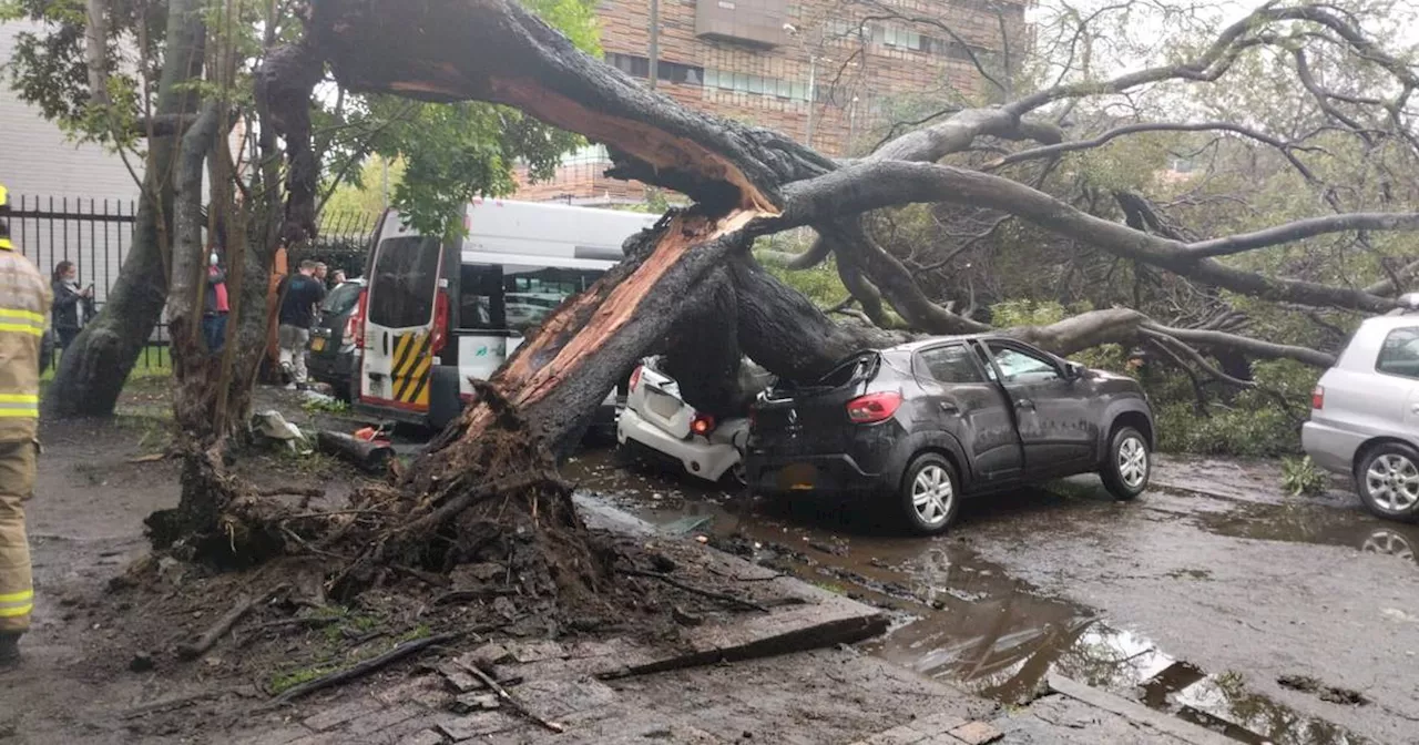 Producto de las fuertes lluvias, un enorme árbol cayó sobre seis vehículos en Bogotá