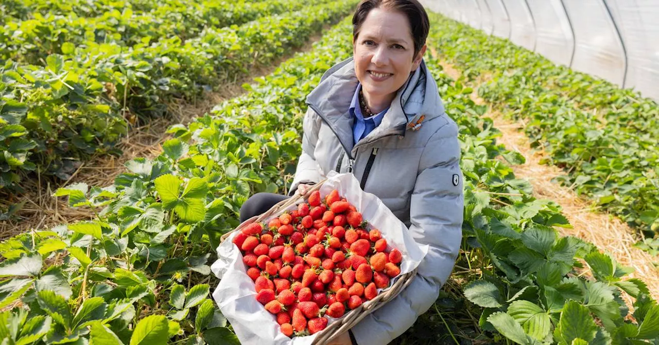  Erdbeersaison 2024 in NRW eröffnet