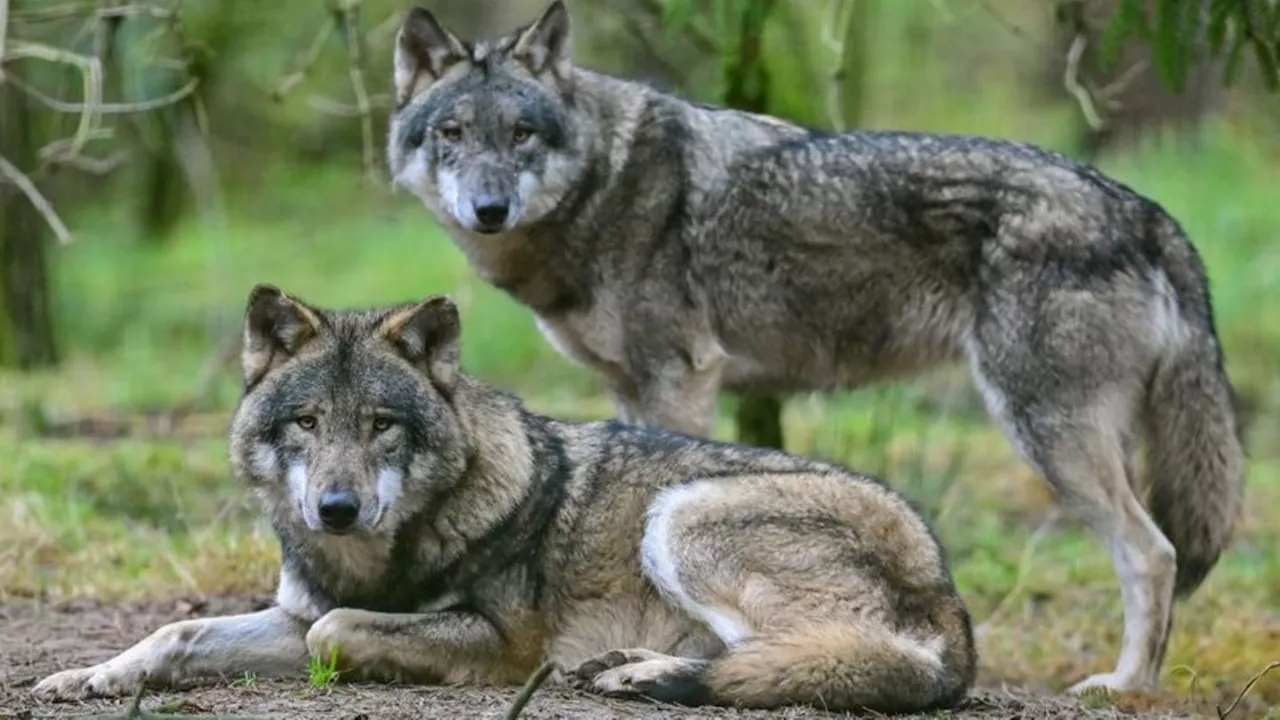 Naturschutz: Beschuss, Köder, Schlagfallen: mehr Wölfe illegal getötet