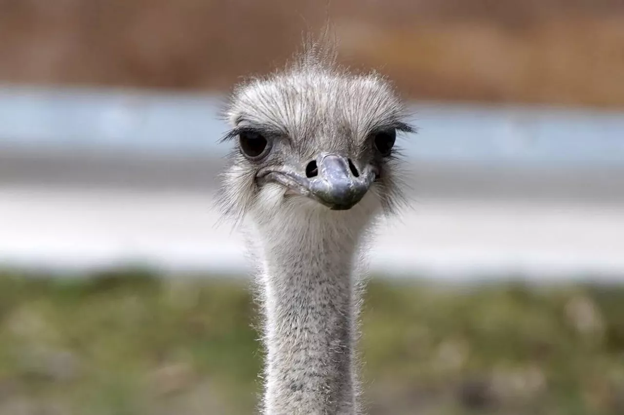 An adored ostrich at a Kansas zoo has died after swallowing a staff member's keys