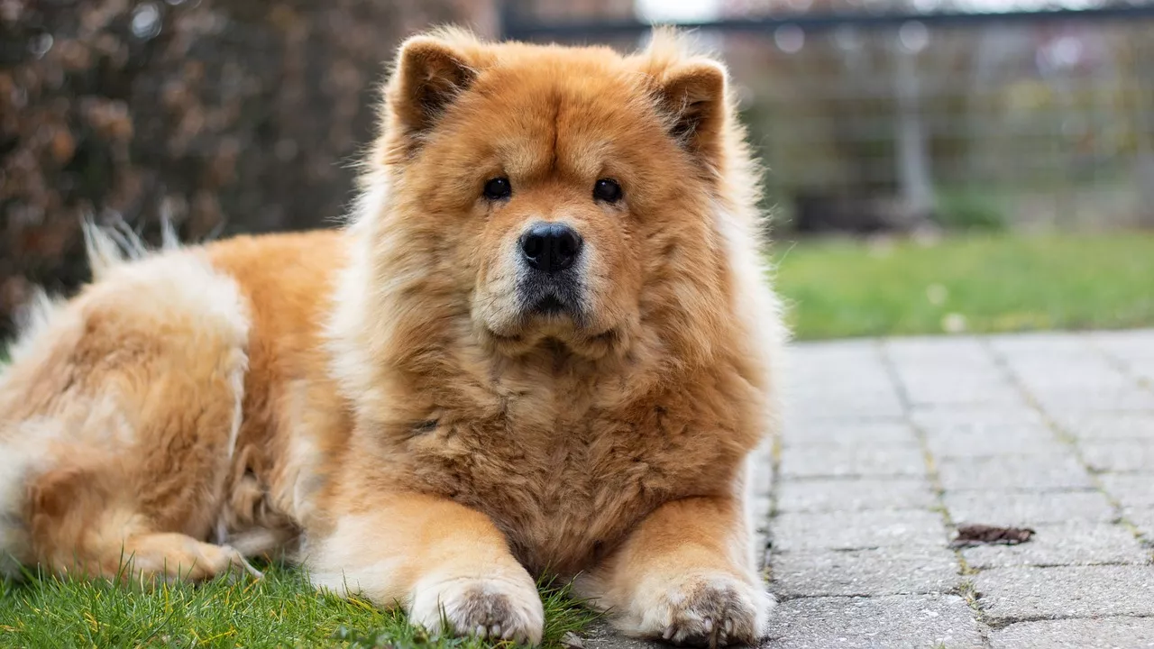 Five fascinating dog breeds with ancient Chinese roots