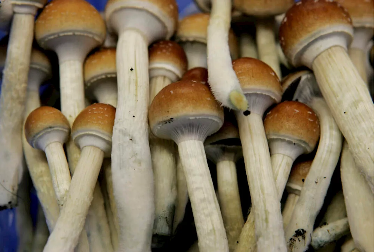 From politics to the lab: The push for psychedelics in Mass.