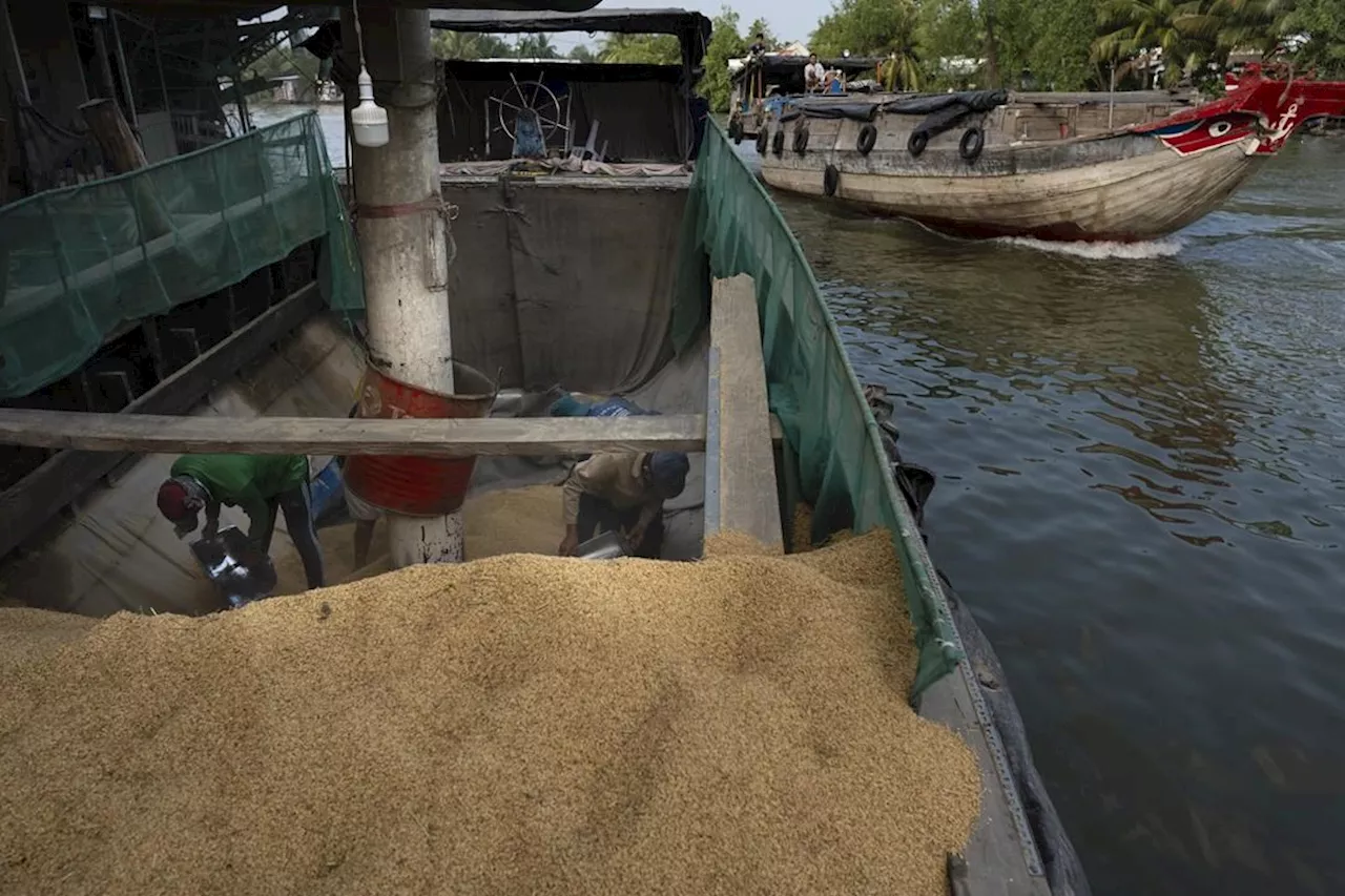 In Vietnam, farmers reduce methane emissions by changing how they grow rice