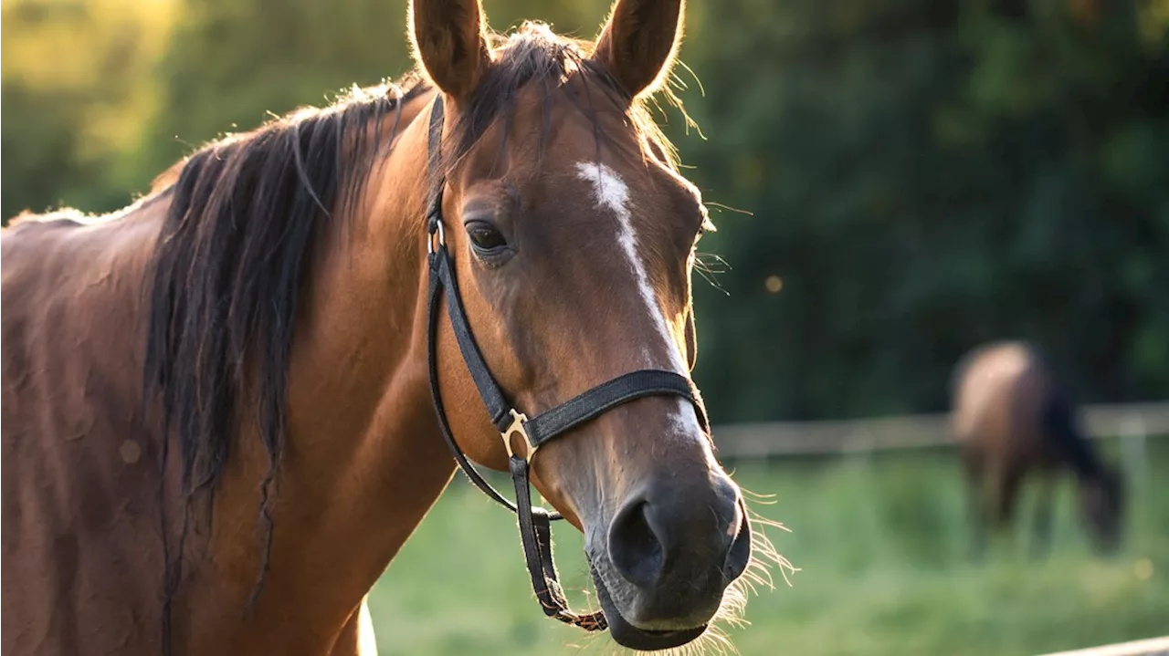 Rush hour chaos in London as 5 military horses run amok after getting spooked during exercise