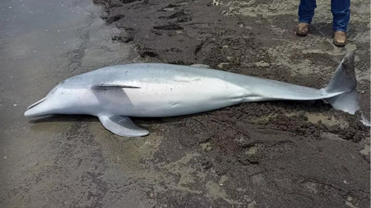 Reward offered in brutal shooting of bottlenose dolphin off Louisiana beach