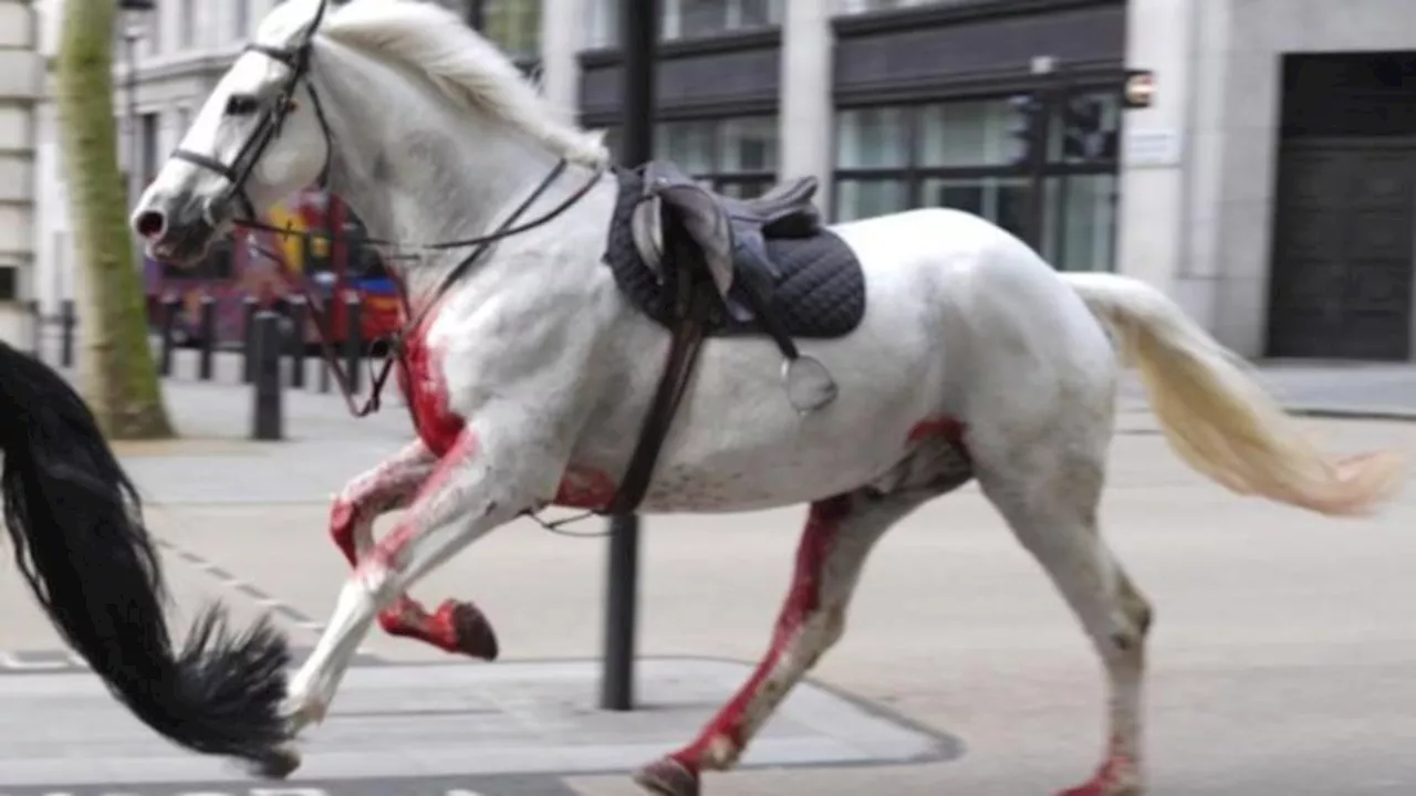 Horses, including one covered in blood, run amok in central London leaving four injured